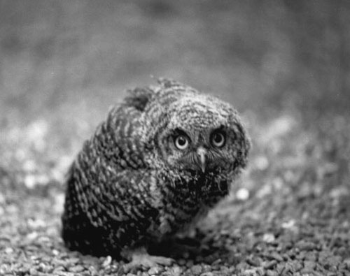 Sreech Owl chick