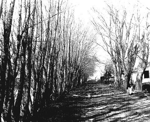 dense row of trees, high contrast