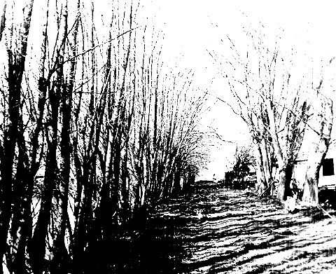 dense row of trees, very high contrast